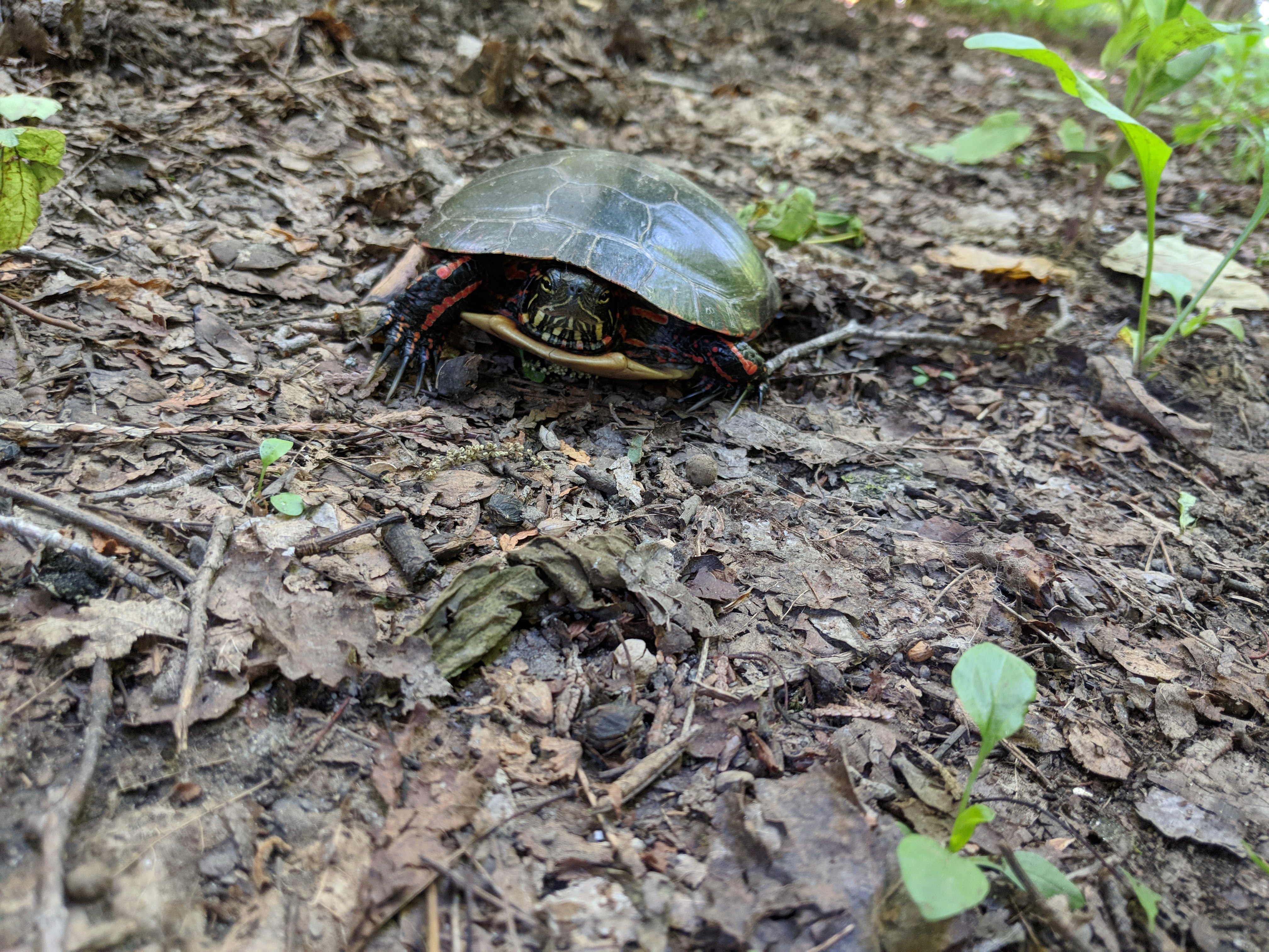 Painted Turtle, walking on the Main Road